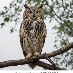 如何利用鸿途社区导航提升你的社区生活体验 xa333