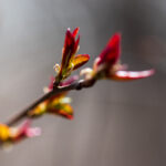 18077期足球胜负彩开奖结果正式公布 52iij