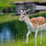 3d226期历史开奖结果查询与完整数据回顾 65nw35fdz